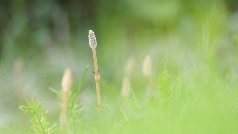 Horsetail Plant in Grass — Green, Serene