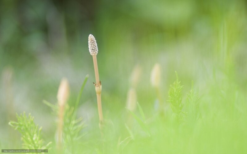 Horsetail Plant in Grass