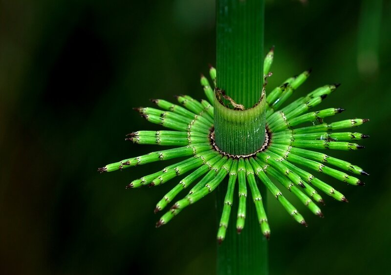 Horsetail Plant Stem — Green