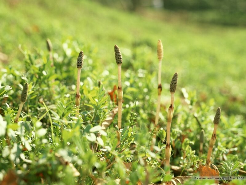 Horsetail plants in a field