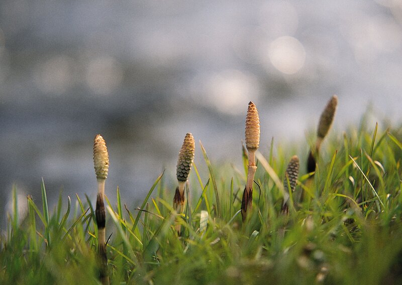 Horsetail plants near water
