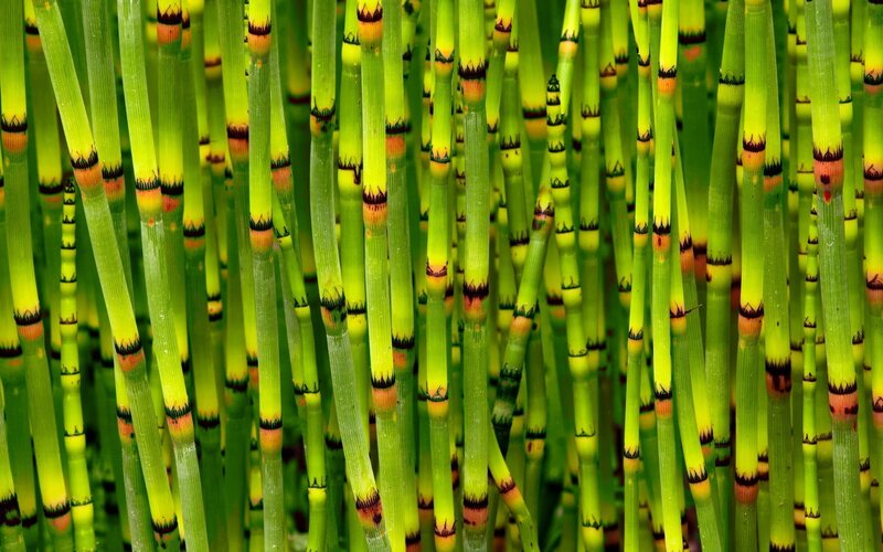 Horsetail Plants