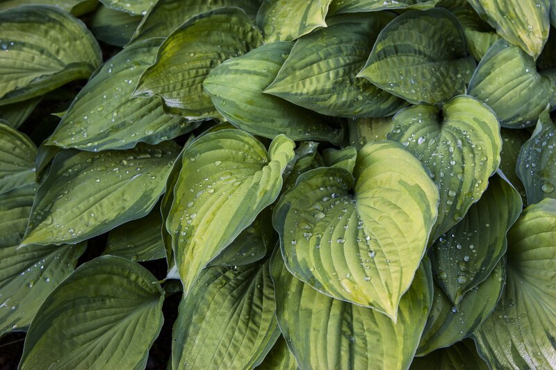 Hosta Leaves with Water Droplets — Green