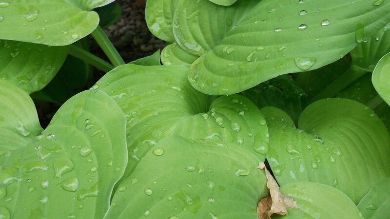 Hosta Leaves with Water Droplets