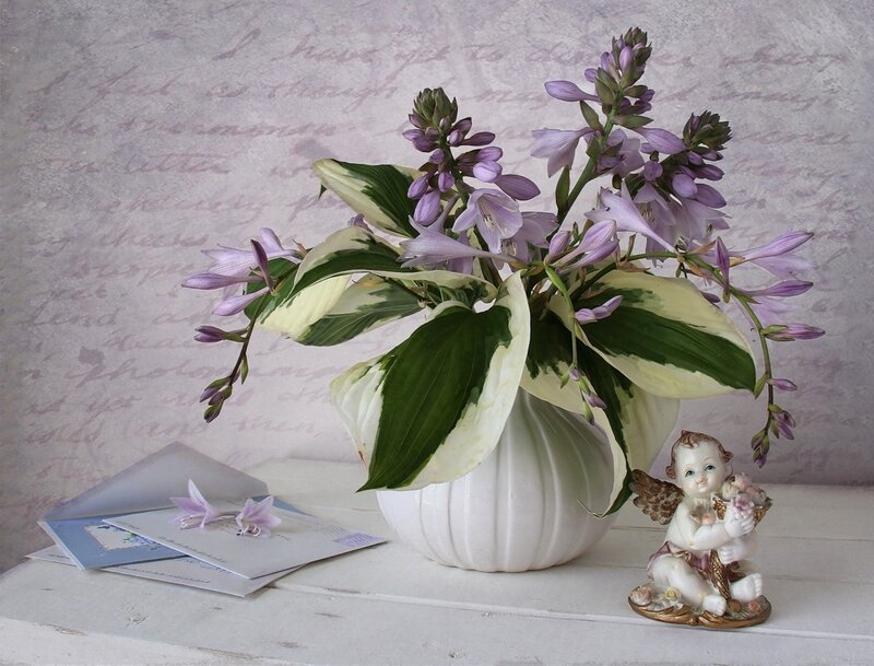 Hosta Plant in Vase