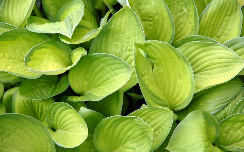 Hosta Plant Leaves