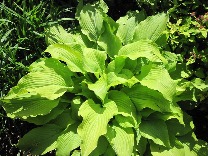 Hosta Plant with Broad Leaves