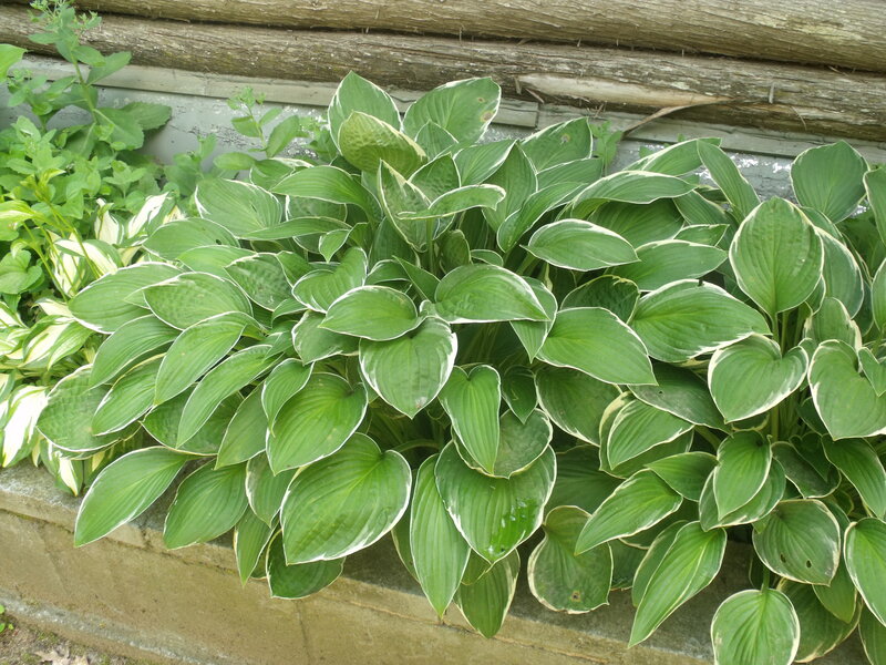 Hosta Plants in Garden