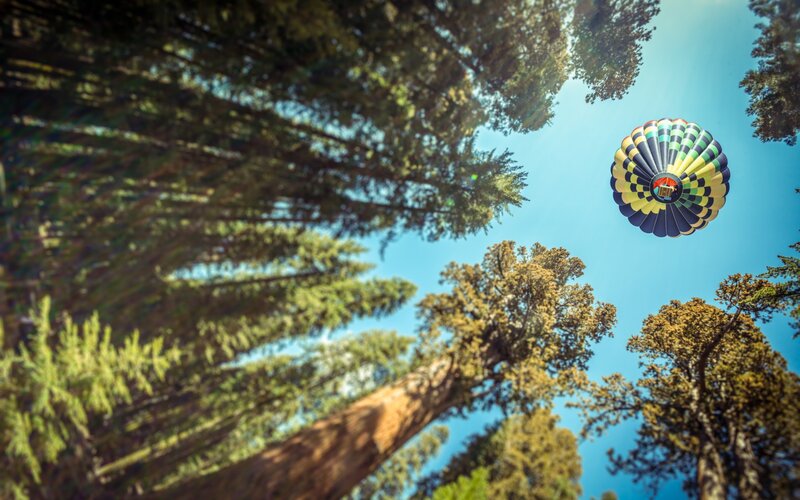 Hot Air Balloon in Forest