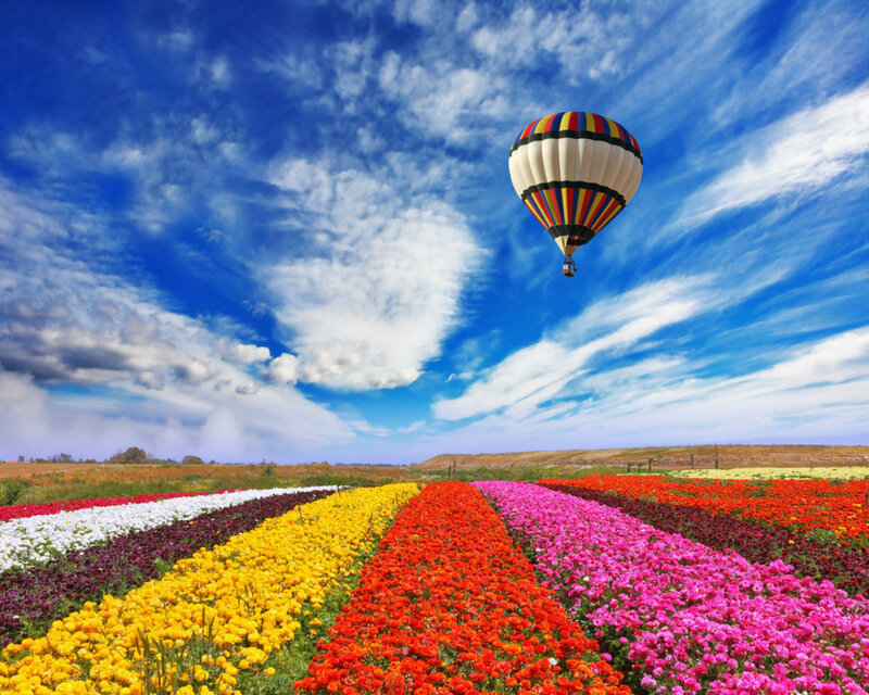 Hot Air Balloon over Flowers — Blue
