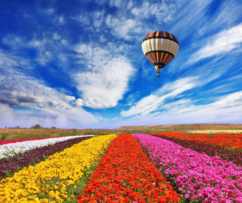 Hot Air Balloon over Flowers