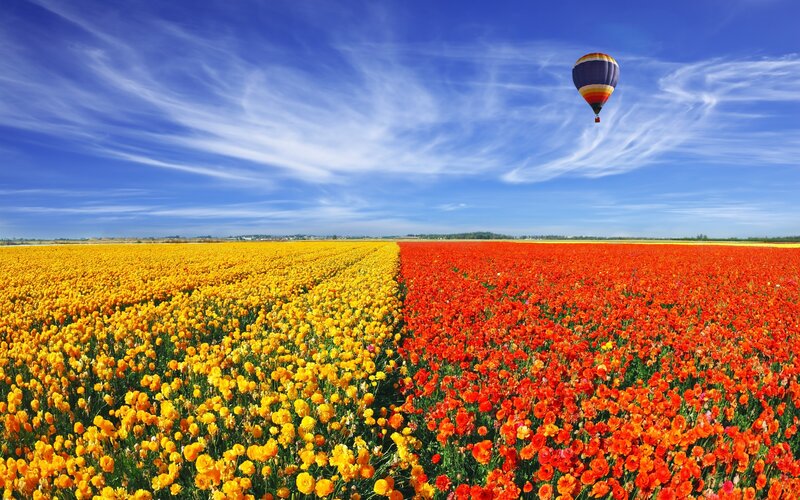 Hot Air Balloon over Flowers — Yellow
