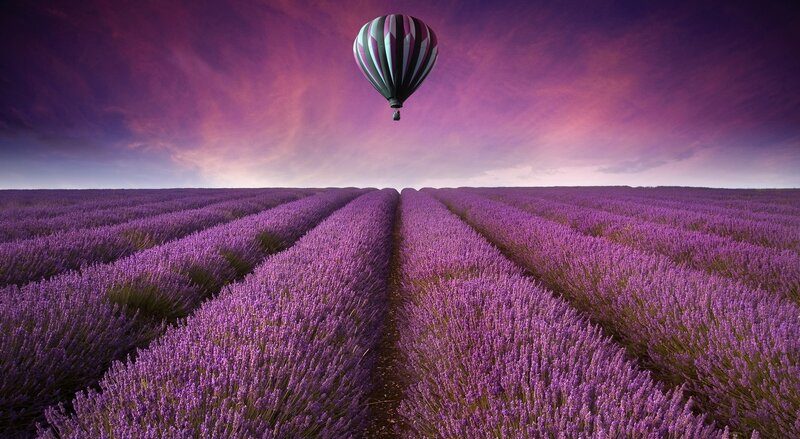Hot Air Balloon over Lavender Field — Purple