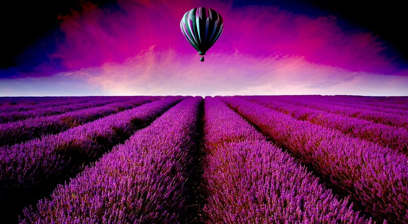 Hot Air Balloon over Lavender Field
