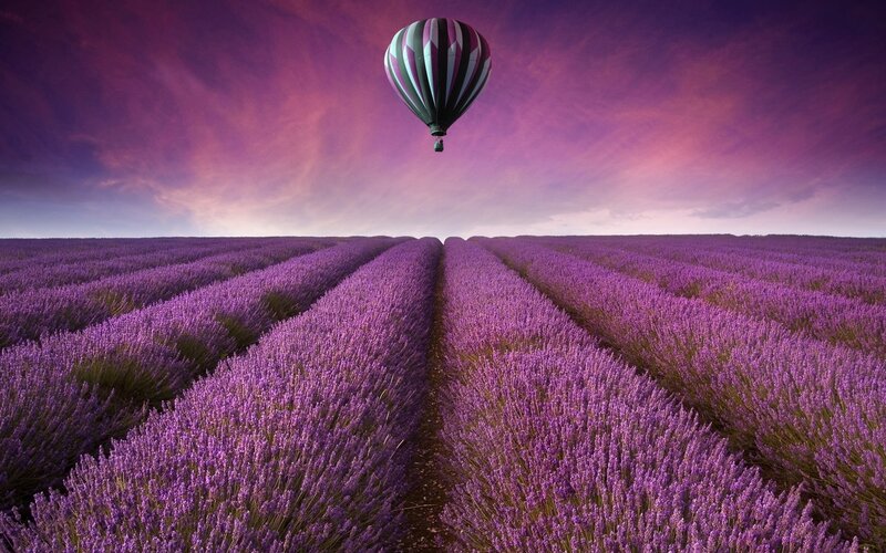 Hot air balloon over lavender fields