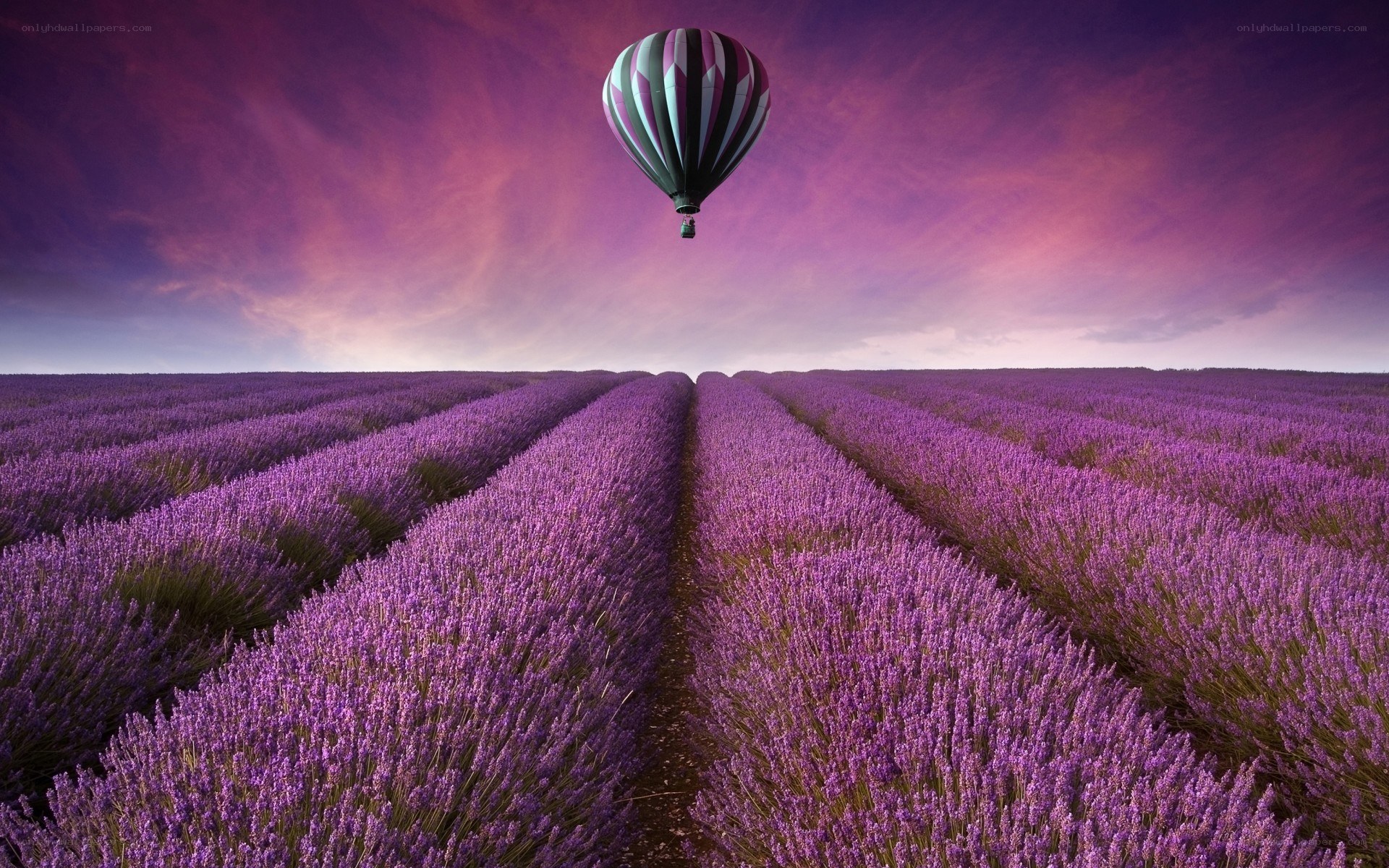 Hot air balloon over lavender fields