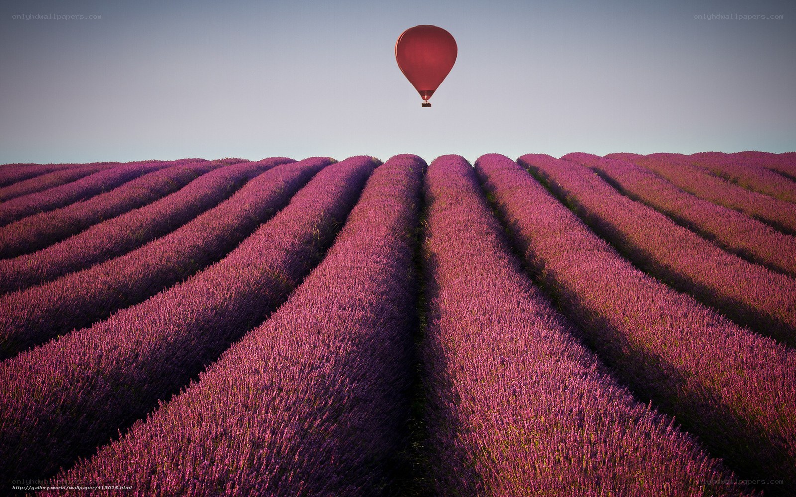 Hot air balloon over lavender fields