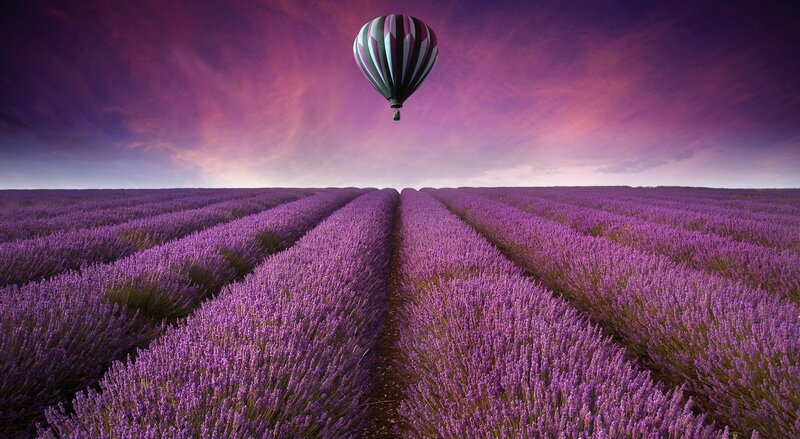 Hot Air Balloon over Lavender — Purple