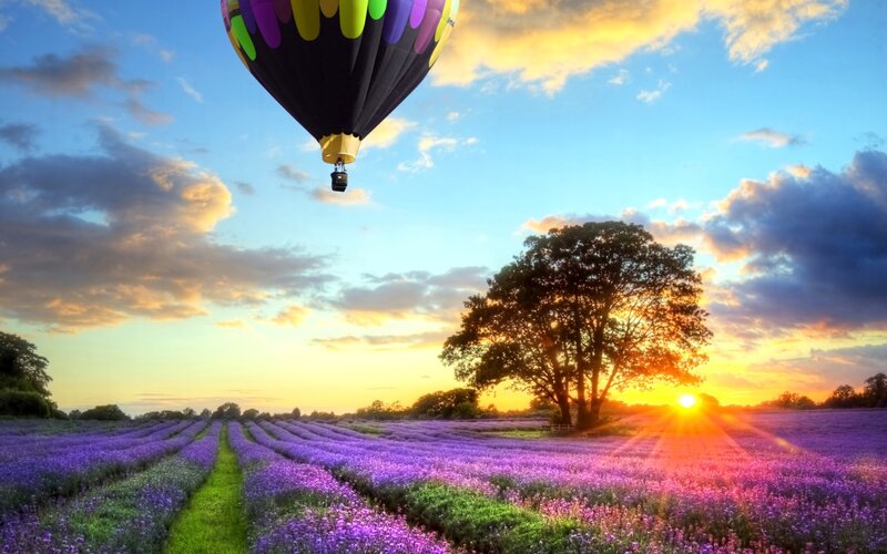 Hot Air Balloon over Lavender