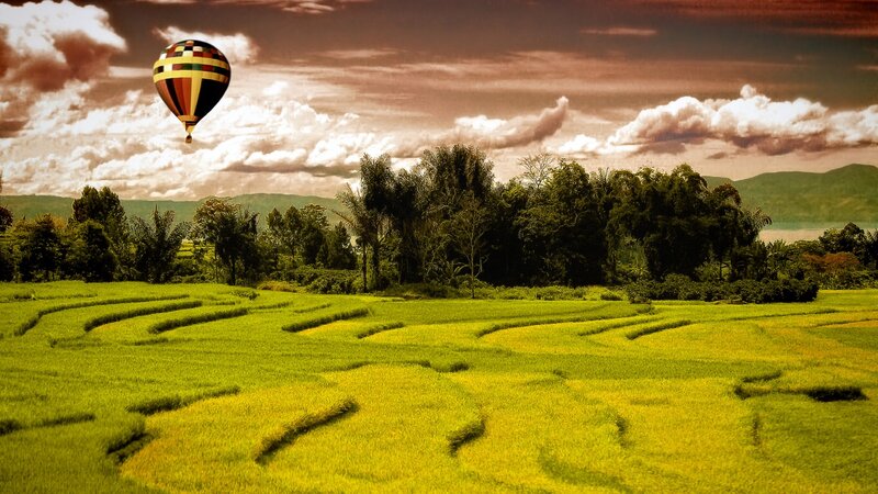 Hot air balloon over rice fields