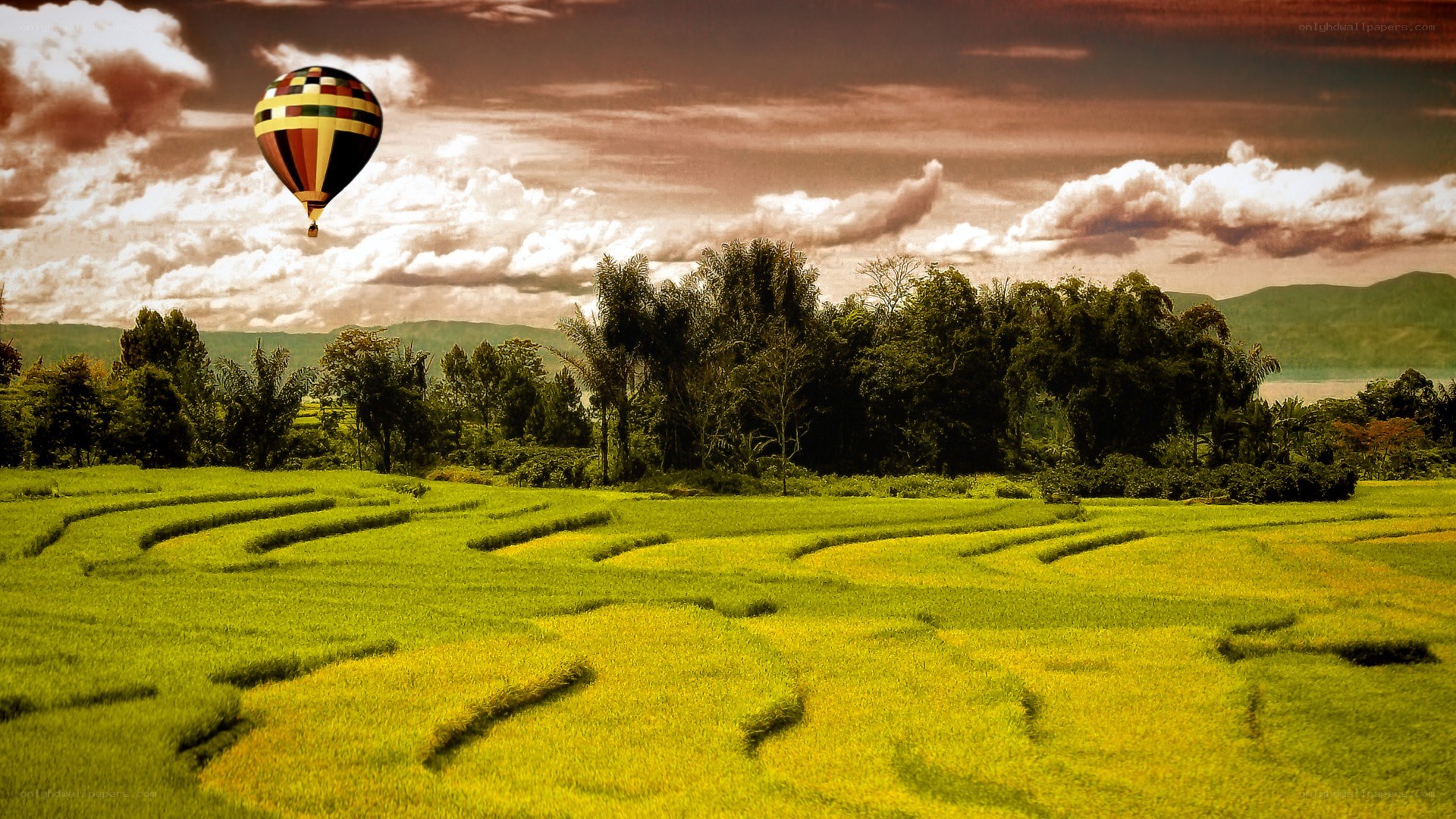 Hot air balloon over rice fields