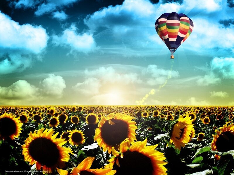 Hot air balloon over sunflower field