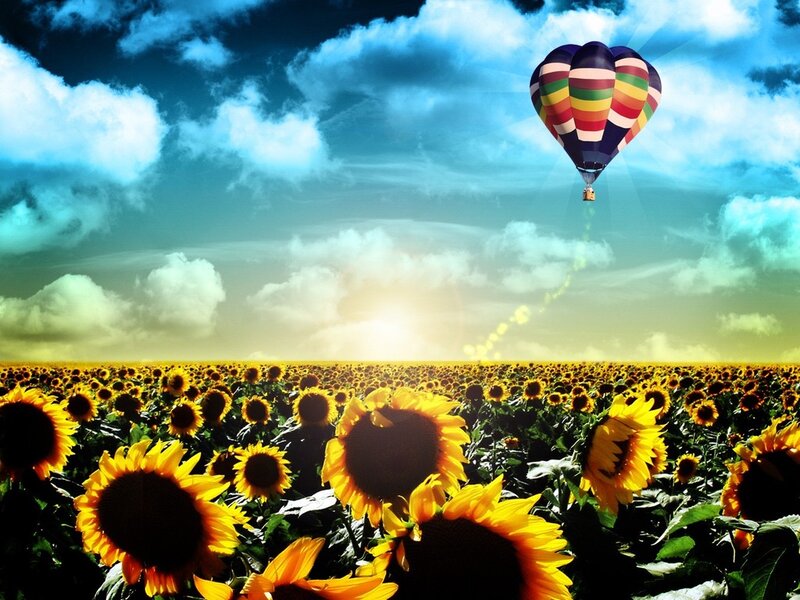 Hot Air Balloon over Sunflowers