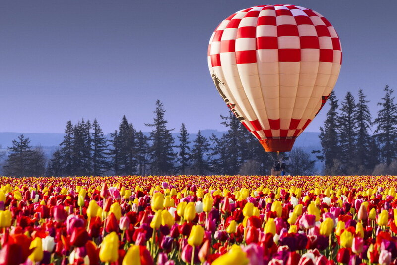Hot Air Balloon over Tulips