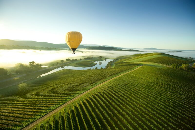 Hot Air Balloon over Vineyard
