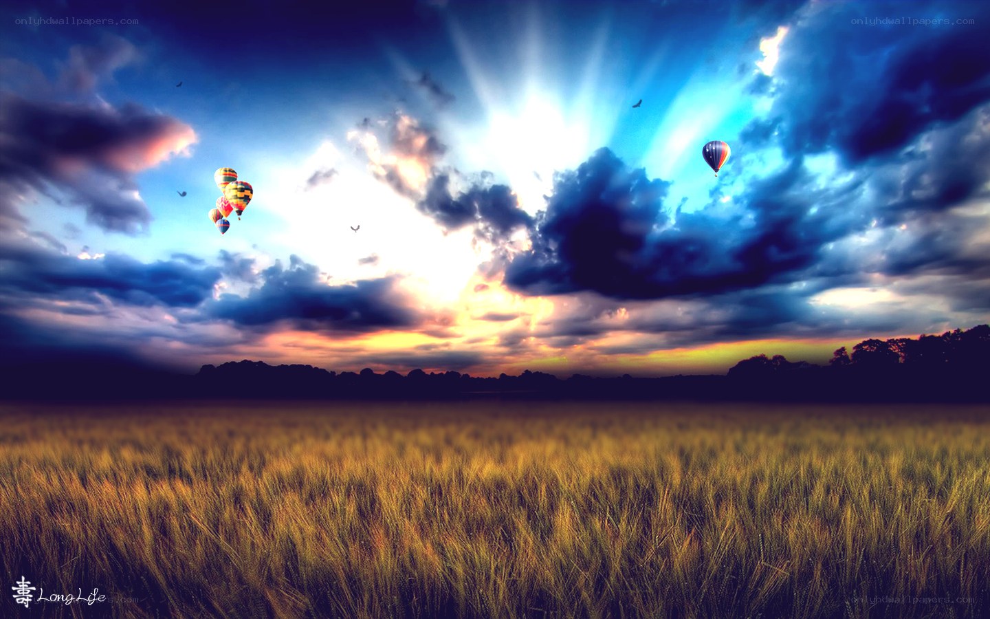 Hot air balloons over a wheat field