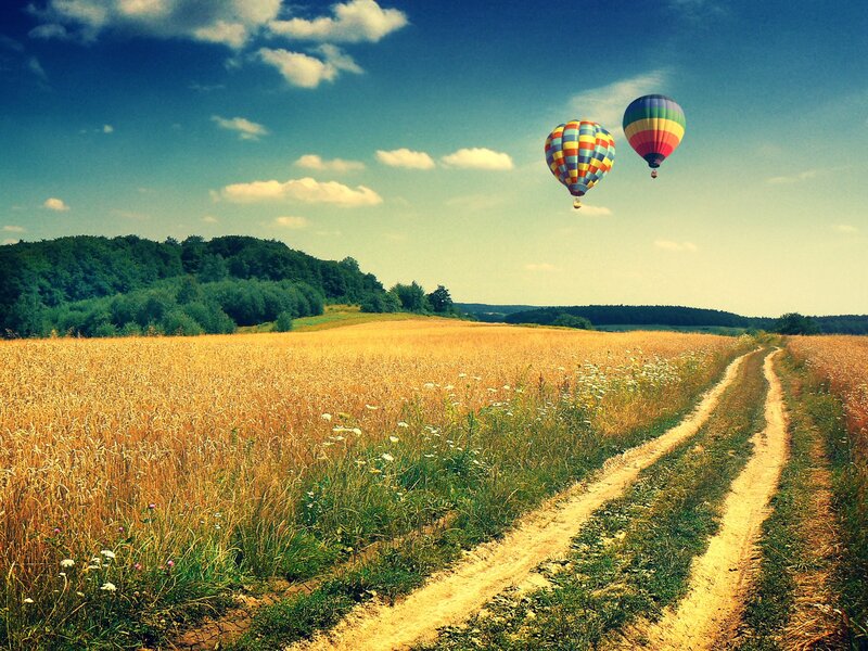 Hot air balloons over a wheat field