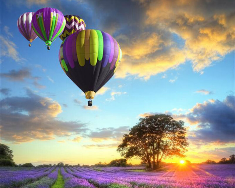 Hot Air Balloons over Field — Purple