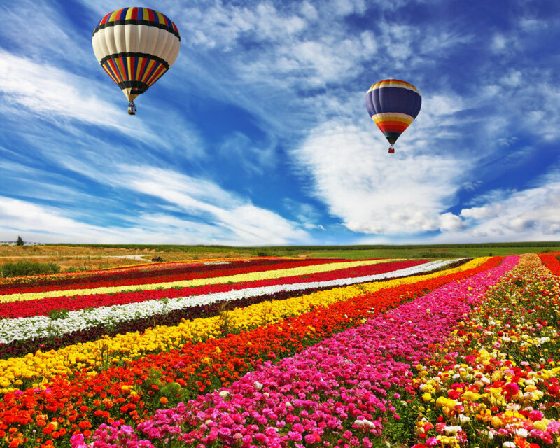 Hot Air Balloons over Flowers