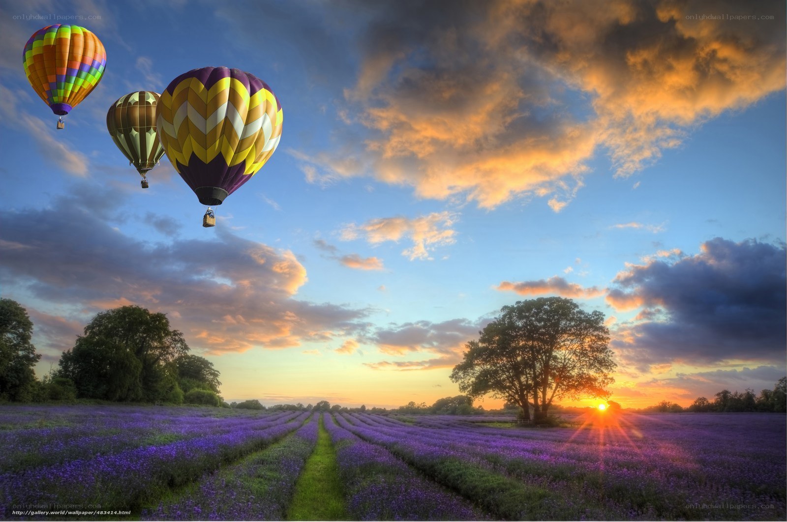 Hot air balloons over lavender fields