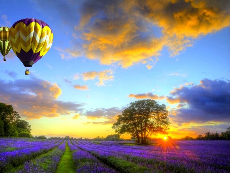 Hot air balloons over lavender fields