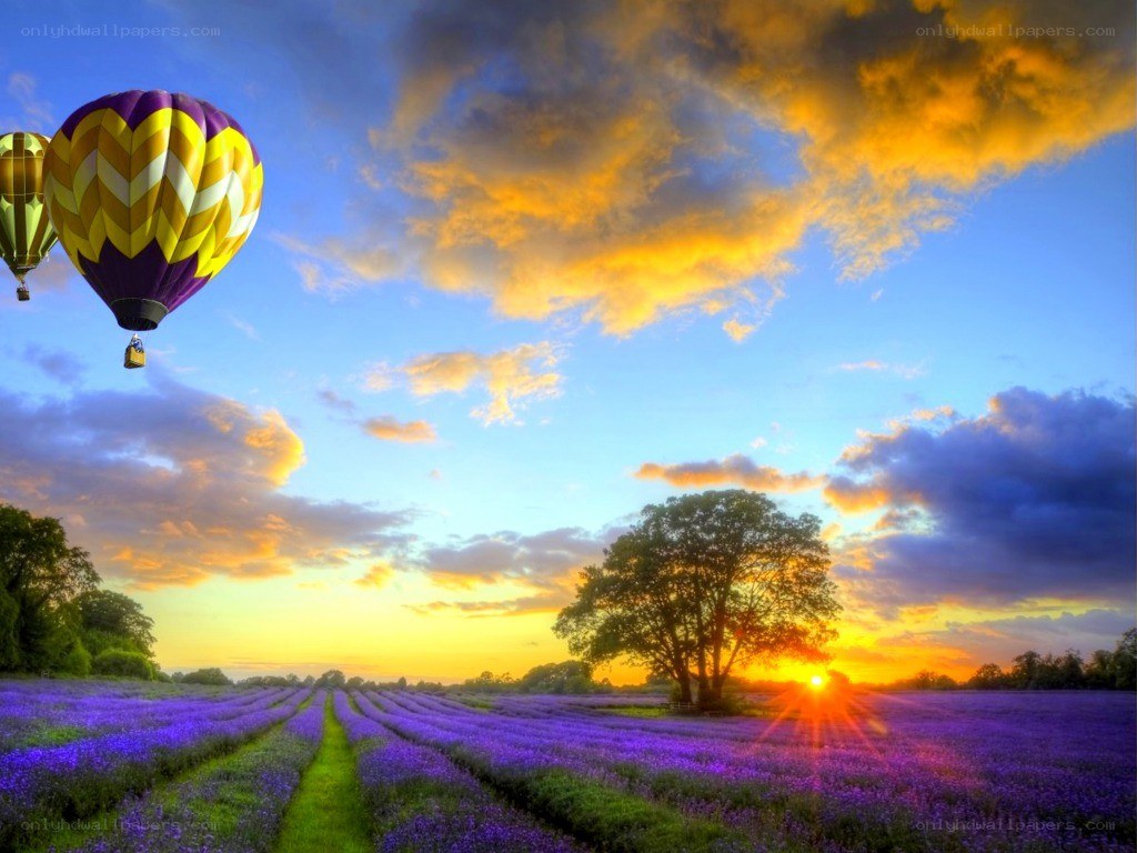 Hot air balloons over lavender fields