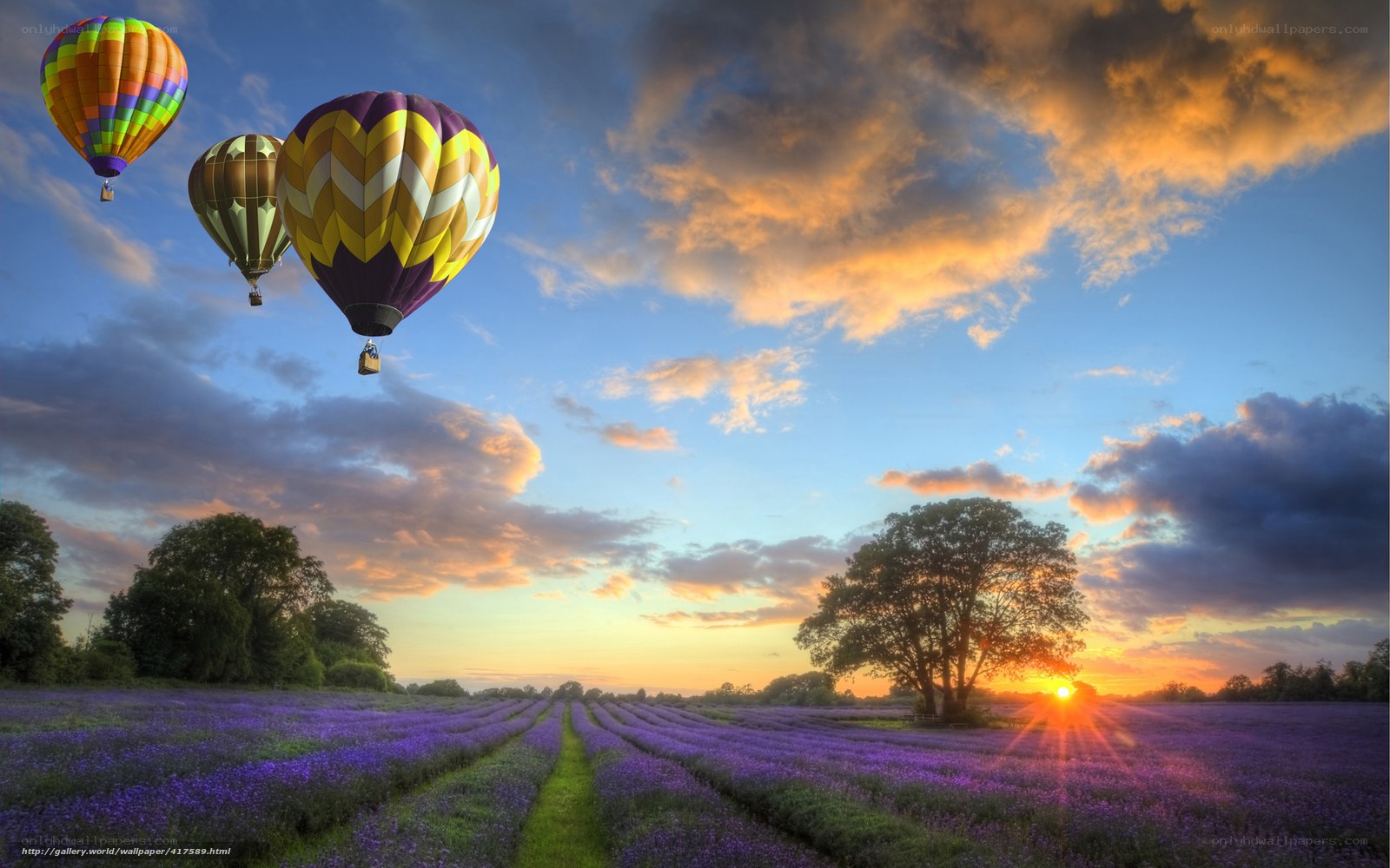 Hot air balloons over lavender fields
