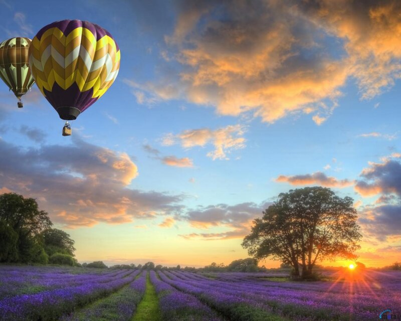 Hot Air Balloons over Lavender — Purple