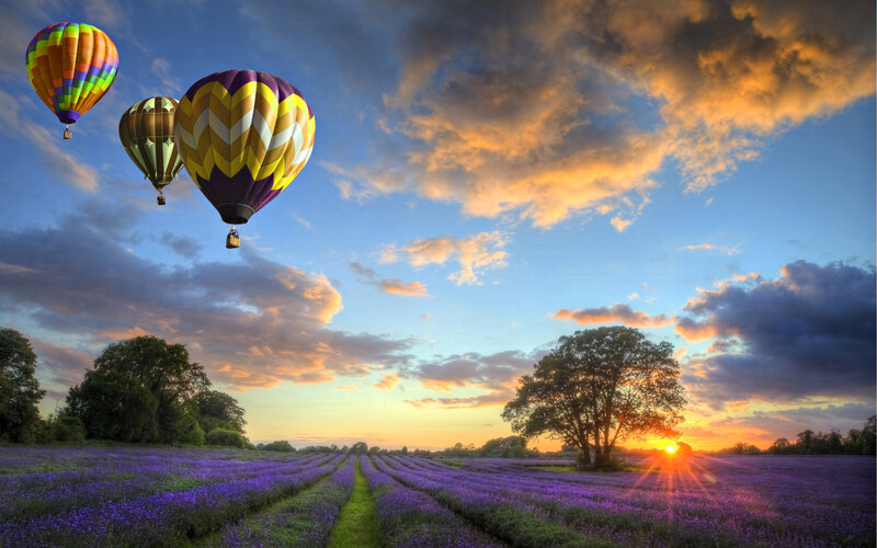 Hot Air Balloons over Lavender