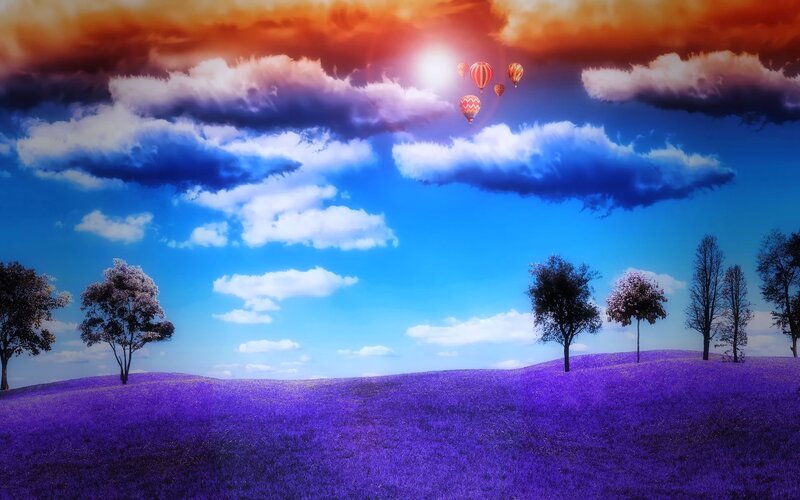 Hot Air Balloons over Purple Field