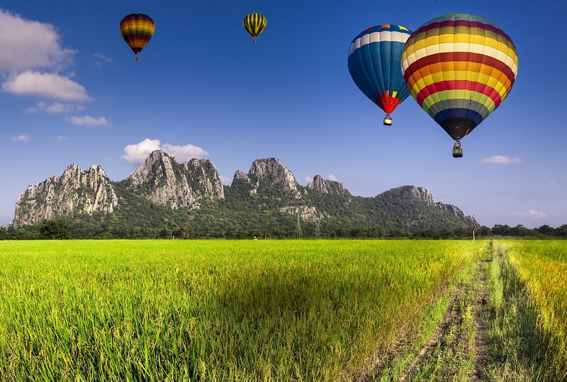 Hot Air Balloons over Rice Field