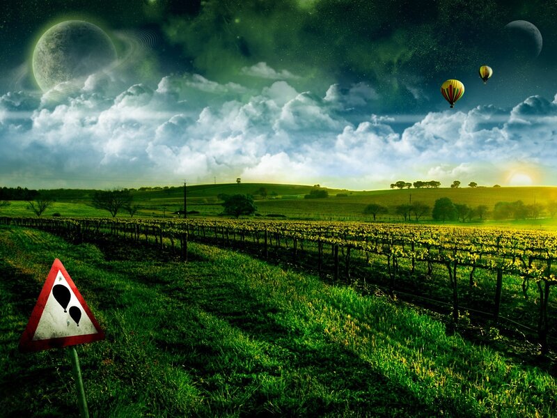 Hot air balloons over vineyard