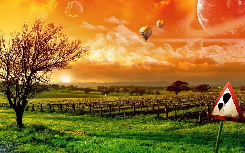 Hot air balloons over vineyard