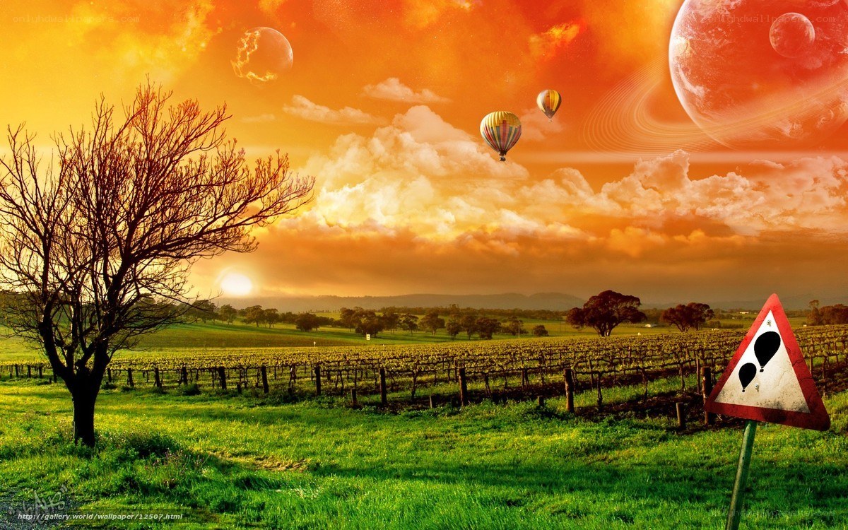 Hot air balloons over vineyard