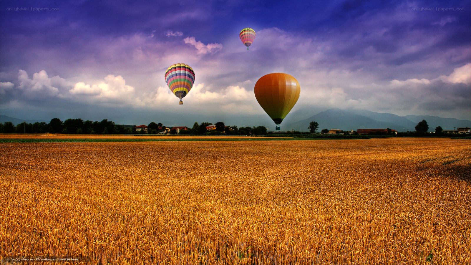 Hot air balloons over wheat field