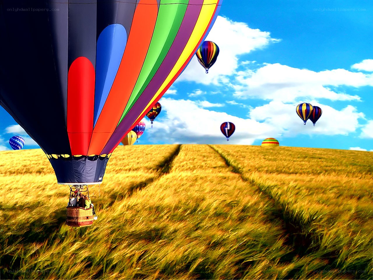 Hot air balloons over wheat field