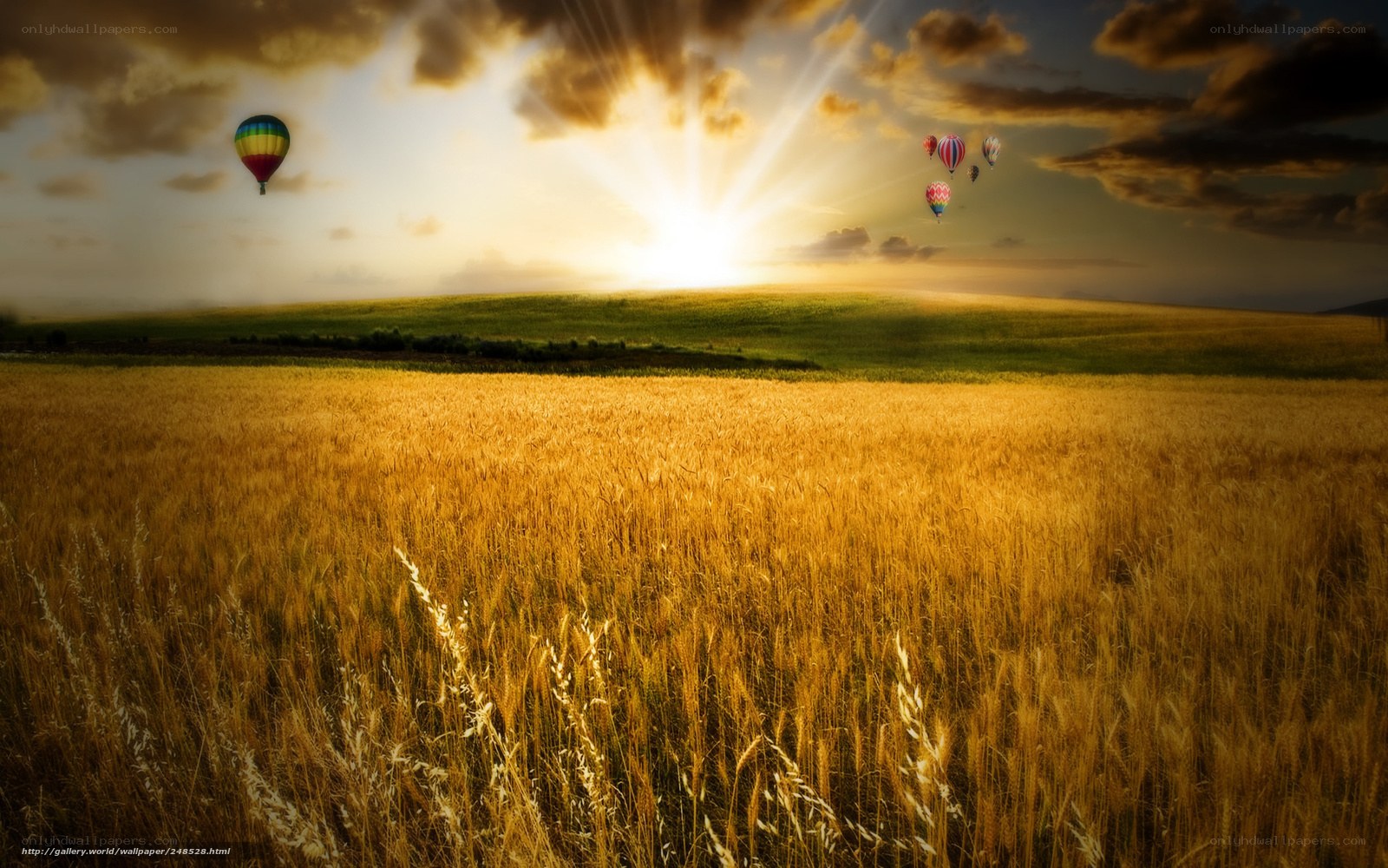 Hot air balloons over wheat field
