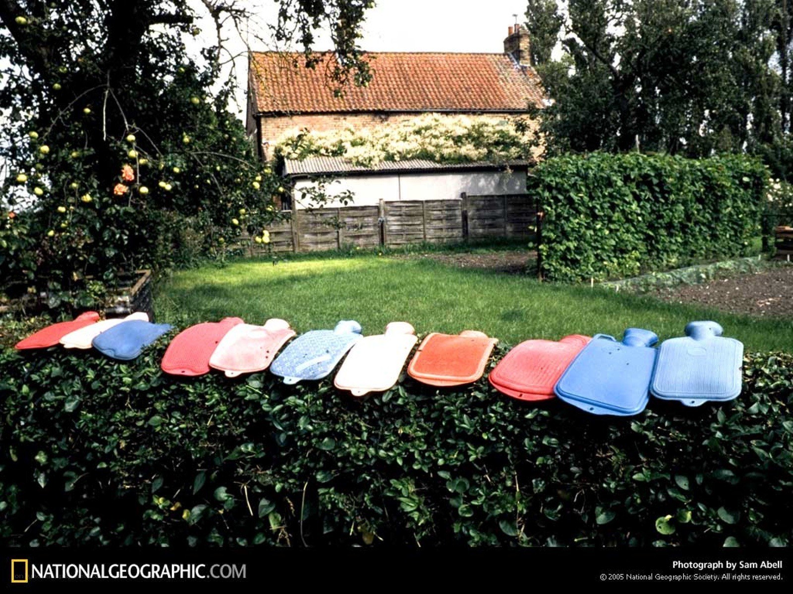 Hot water bottles on a hedge