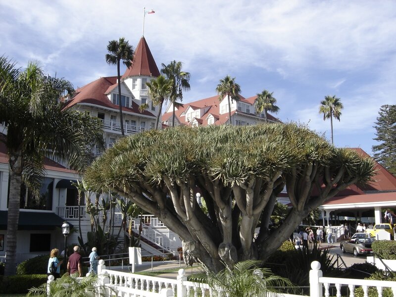 Hotel with palm trees and a large tree