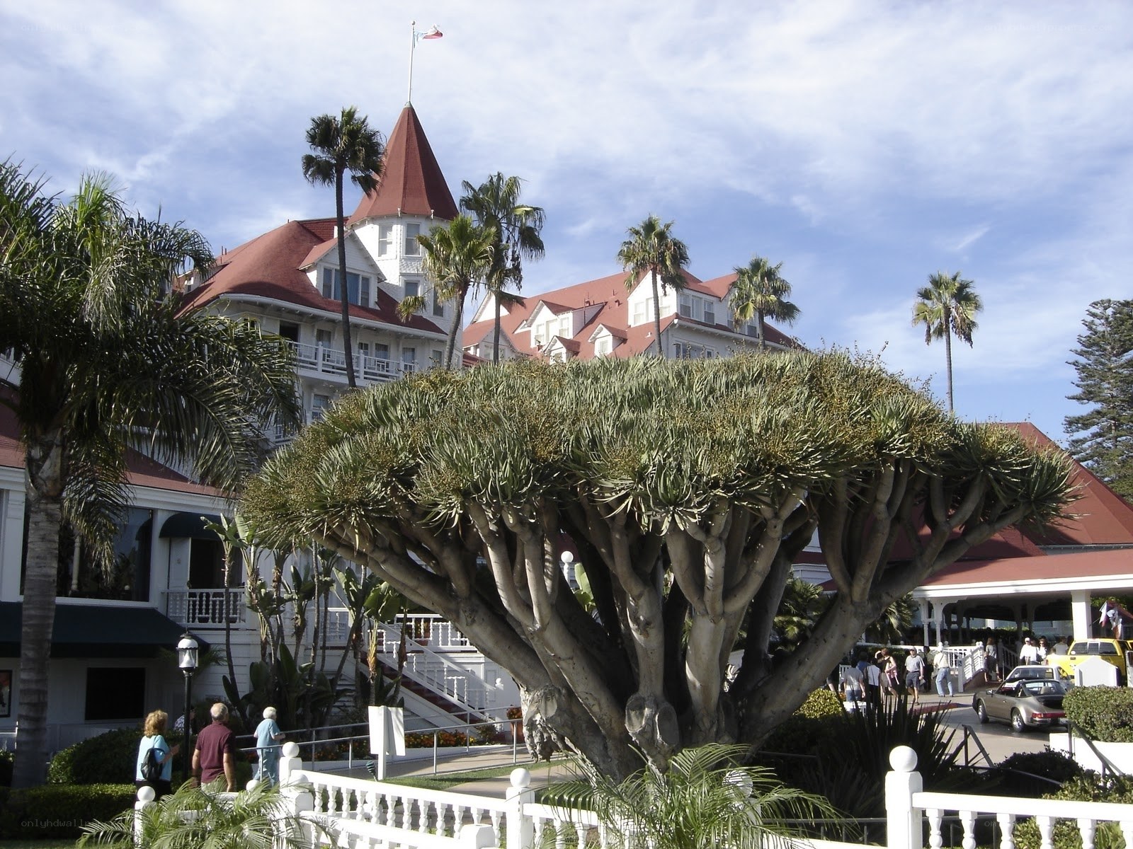 Hotel with palm trees and a large tree